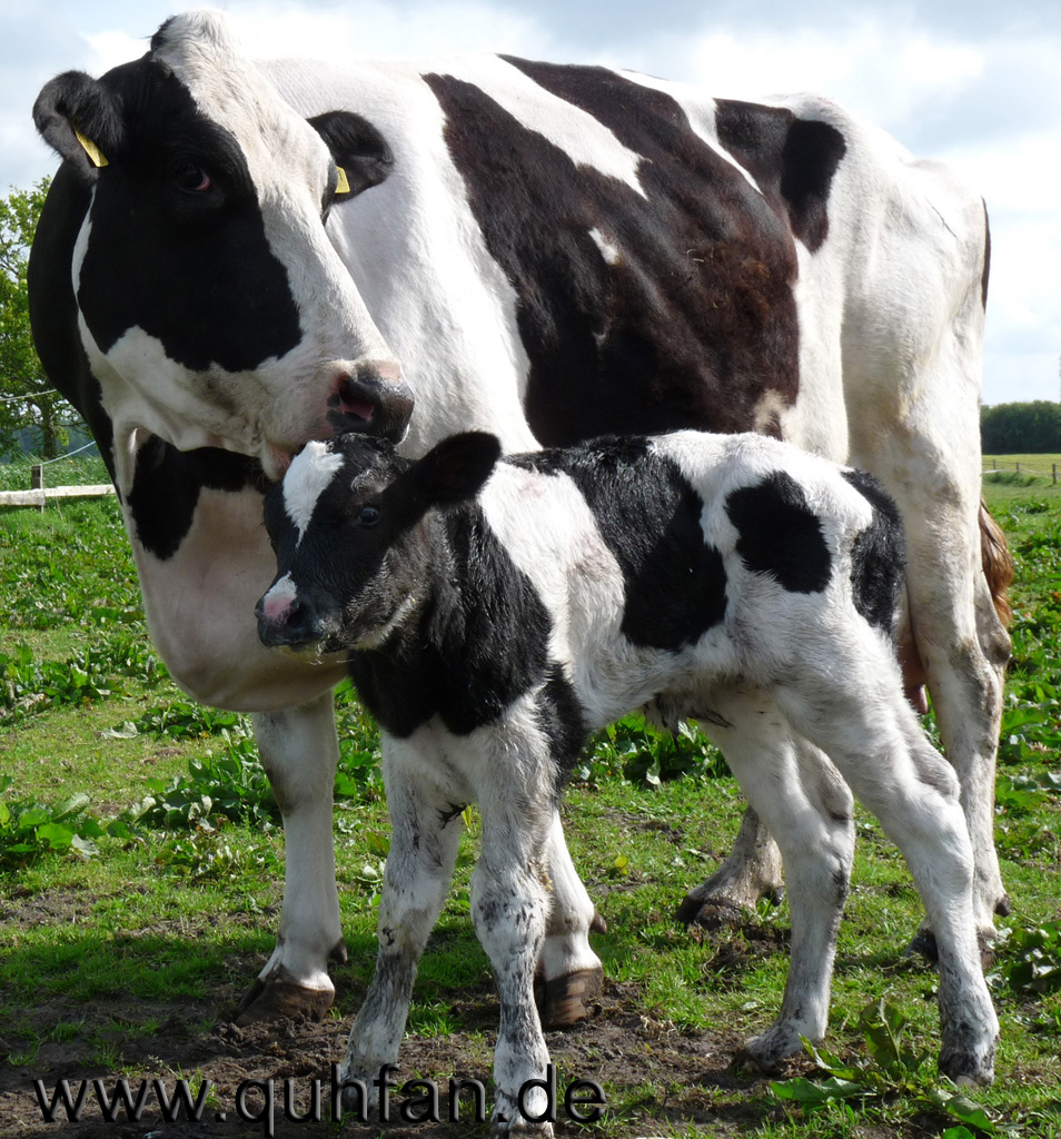 Meine schwarzbunte Kuh Berta mit ihrem Neugeborenes Kalb nach der Geburt.