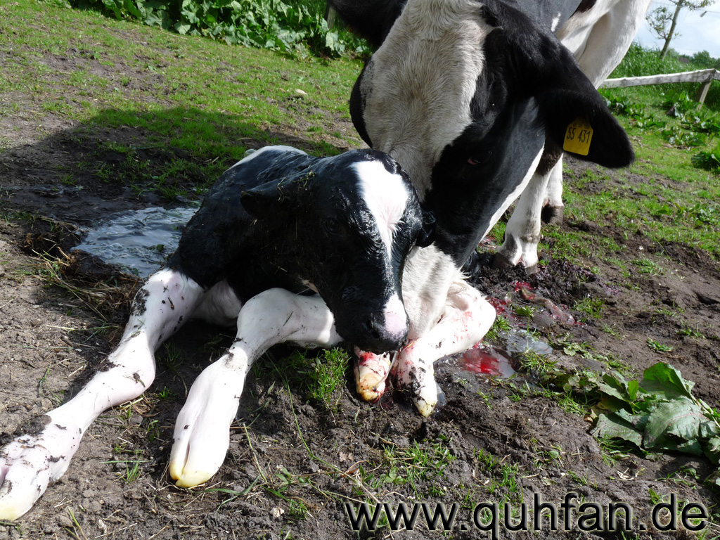 Kuh Berta kümmert sich um ihr Neugeborenes Kalb